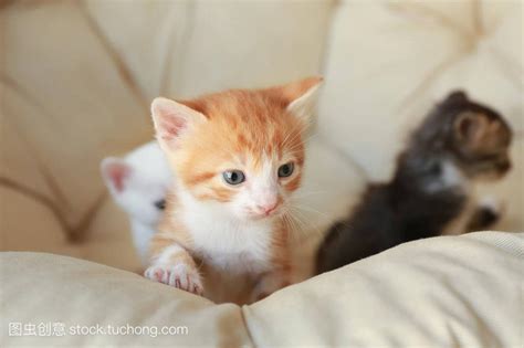 猫来家里生孩子风水|家里进猫是吉还是凶，猫咪进家测吉凶